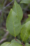 Lanceleaf buckthorn